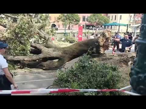 Cade albero al terminal auto di Venezia, dieci feriti