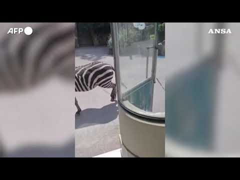 Serbia, zebra in fuga nello zoo di Belgrado