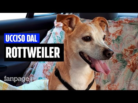 Lavinio, fratellini azzannati da rottweiler: “Nel 2022 il cane ha ucciso il mio e ferito mia madre”