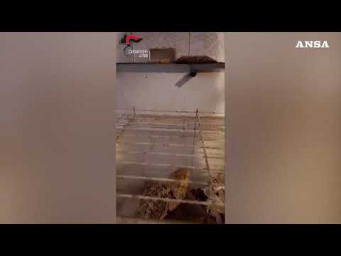 Animali mal tenuti in casa: blitz dei carabinieri a Torino