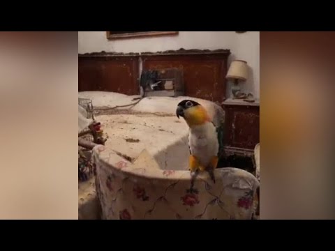 In una casa nel centro di Torino animali rinchiusi in gabbia, tra rifiuti ed escrementi