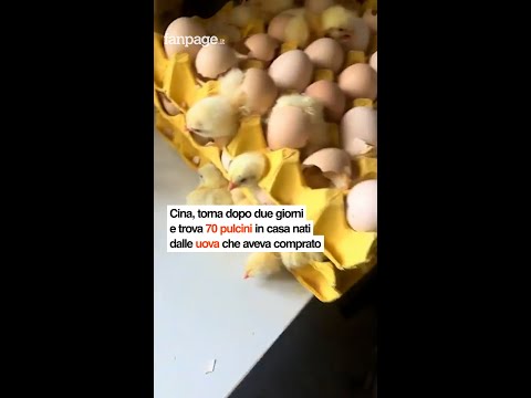 Una donna di Qingdao, in Cina, è rimasta sbalordita quando è tornata a casa dopo due giorni di assen