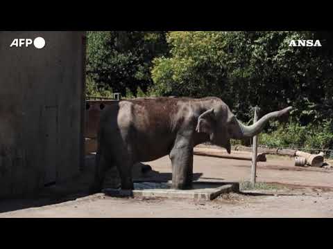 Caldo a Roma, cubetti di ghiaccio per gli animali del Bioparco