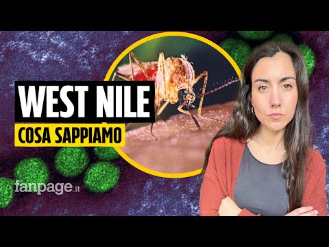 La storia del West Nile Virus: cos’è, come si trasmette e perché torna ogni estate