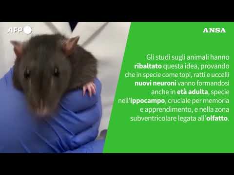 E’ vero che nel cervello adulto non si formano piu’ nuove cellule?