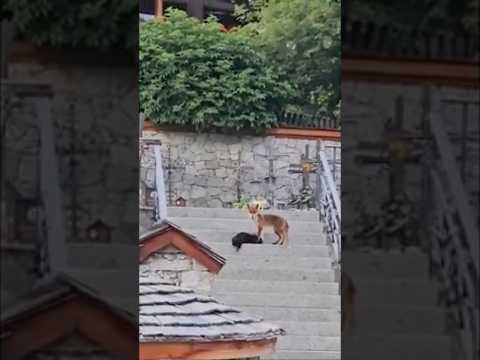Alto Adige, a San Cassiano una volpe cattura un animale da cortile e si dilegua #shorts #news