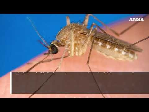 Seconda vittima della febbre West Nile nel Lazio, sintomi gravi nell’1% dei casi
