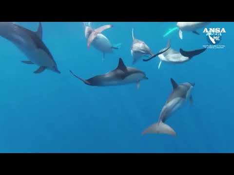 Avvistati 70 delfini con cuccioli nel Golfo dell’Asinara