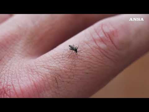 Come si diffonde il virus West Nile: il ruolo di uccelli selvatici e zanzare
