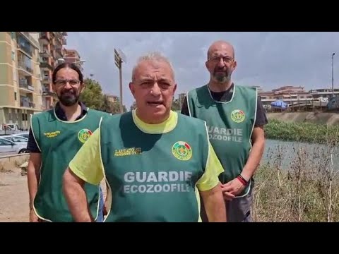 Coccodrillo a Ladispoli? Le guardie zoofile: «Non abbiamo trovato nulla»