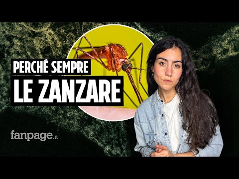 West Nile, Dengue, Chikungunya: perché e come le zanzare portano malattie tropicali anche in Italia