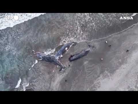 Tsunami in Giappone, diverse balene morte spiaggiate a Tateyama