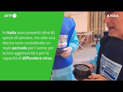 Ansa VERIFIED – E’ vero che le zanzare sono molto pericolose anche in Italia?