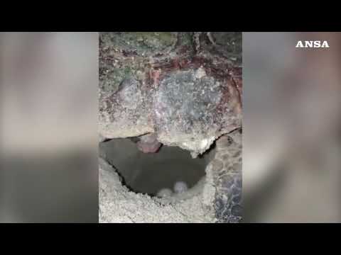 Tartaruga Caretta Caretta depone uova sulla spiaggia di Campomarino