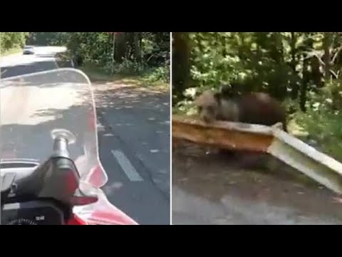 L’orso sul ciglio strada: l’ultimo video del motociclista attaccato e ucciso in Romania