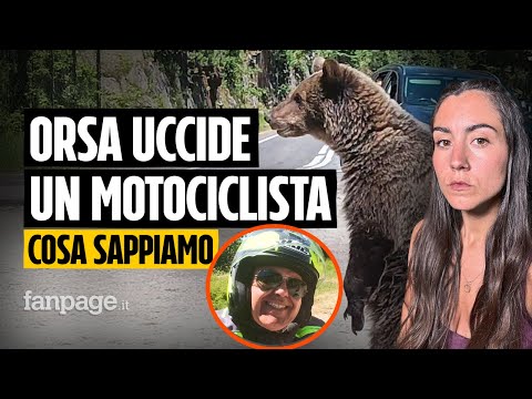 ORSA UCCIDE MOTOCICLISTA: COSA SAPPIAMO