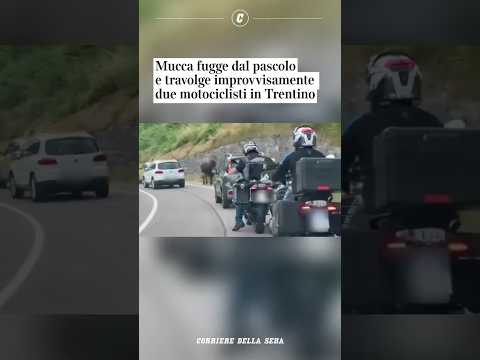 Mucca fugge dal pascolo e travolge improvvisamente due motociclisti in Trentino #shorts #news