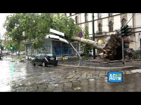 Milano, albero cade in piazza Baiamonti a causa del nubifragio