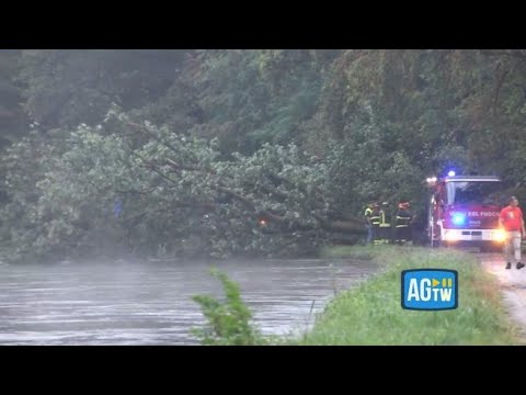 L’enorme albero che è caduto nel Milanese e ha schiacciato una donna di 63 anni che passeggiava