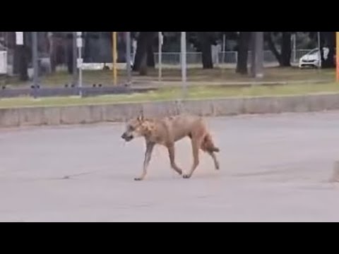 Ravenna, il video del lupo avvistato nel parcheggio dell’ospedale
