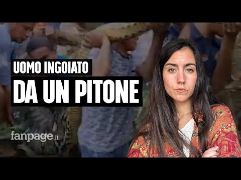 Pitone di 8 metri inghiotte un uomo: la scienza dietro l’attacco