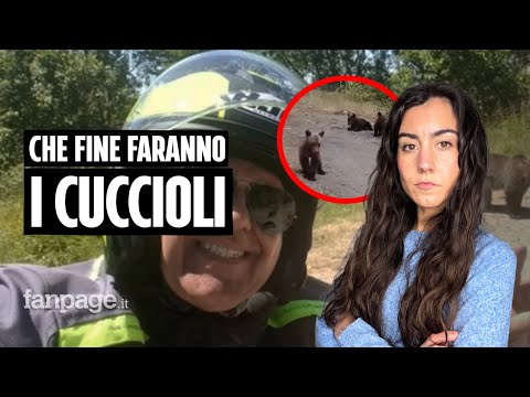 Caso orsa Romania: un uomo è morto e tre cuccioli sono dispersi. Cosa stiamo sbagliando?
