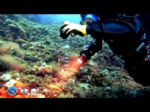 Il cavalluccio marino rimasto impigliato in una rete: salvato e liberato dai sub