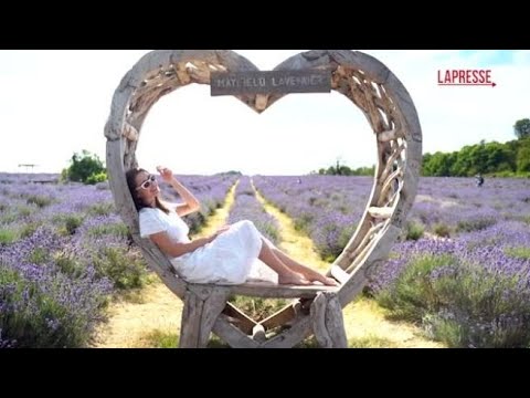 A Londra gli spettacolari campi di lavanda che fanno innamorare i turisti