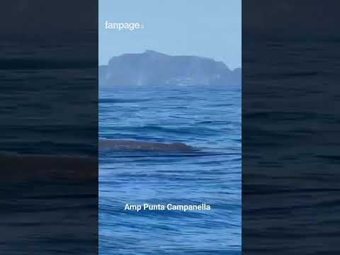 Capodoglio e delfini che nuotano a Punta Campanella
