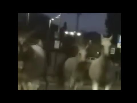 Quanti cavalli liberi a spasso per Alba: cittadini stupiti (e un po’ spaventati)