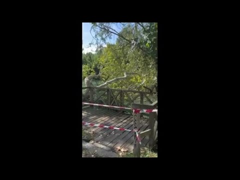 Maltempo a Treviso, il vento abbatte un pioppo lungo la Restera