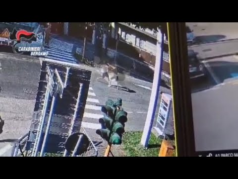 Tentato omicidio a Romano di Lombardia, il video dell’aggressione