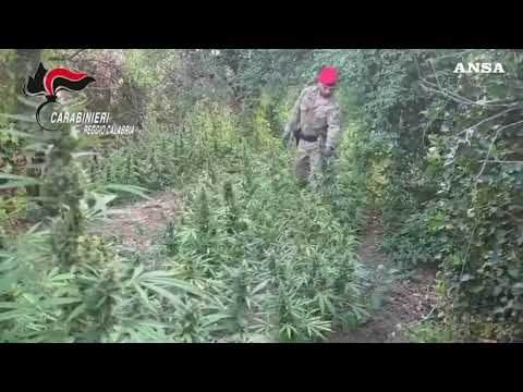 Scoperta in Calabria una piantagione con duemila piante di marijuana