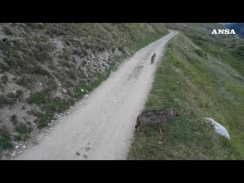 Tra sentieri e ruscelli, lupi a spasso in Val di Rhemes