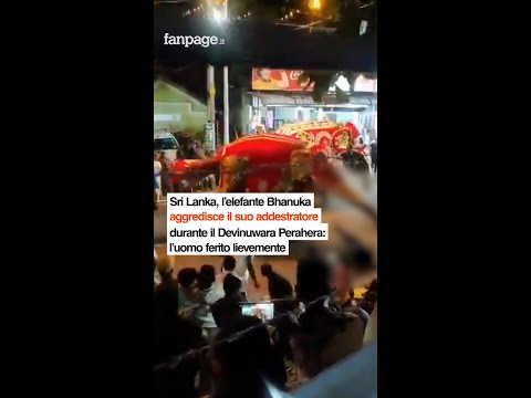 Sri Lanka, l’elefante Bhanuka aggredisce il suo addestratore durante il Devinuwara Perahera: l’uomo