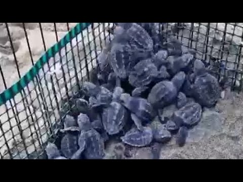 La schiusa delle tartarughe Caretta caretta ad Acciaroli