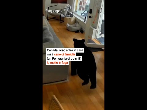 Canada, orso entra in casa ma il cane di famiglia lo mette in fuga