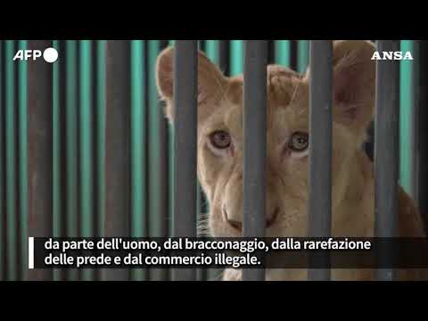 Allarme nel Wwf, in 25 anni dimezzata la popolazione dei leoni