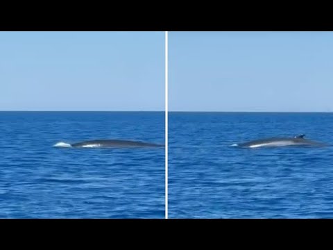 Balenottera avvistata alle Isole Formiche in Toscana: il video