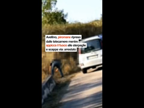 Un rogo devastante ha colpito l’Irpinia, cancellando ettari di verde e danneggiando un uliveto