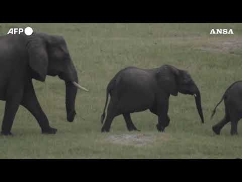 La giornata mondiale dell’elefante, una specie a rischio