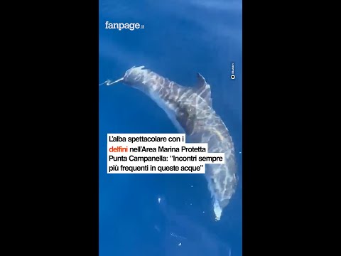 L’alba spettacolare con i delfini nell’Area Marina Protetta Punta Campanella: “Incontri sempre più f