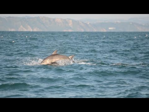 I delfini nel mare Adriatico: in viaggio con i ricercatori che li studiano in Romagnaa