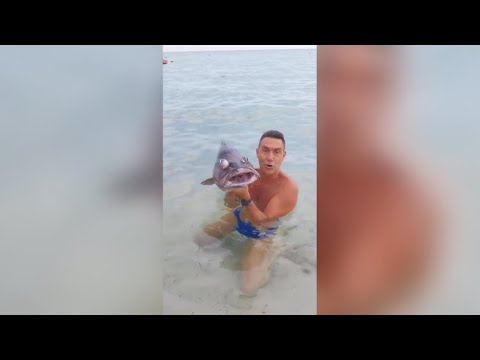 Vannacci e il video con il pesce: «Ecco la faccia della sinistra alle prossime elezioni»