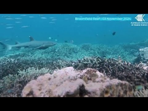 La barriera corallina in Australia ha subito la maggior perdita di coralli vivi in 40 anni