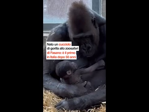È nato un piccolo gorilla allo zoosafari di Fasano, il primo in Italia da quasi 50 anni!
