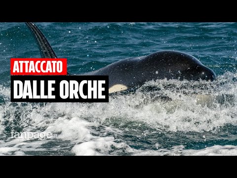 Attaccato dalle orche nello Stretto di Gibilterra: “Colpivano la barca, le ho guardate negli occhi”