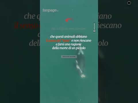 Perché mamma orca non lascia andare il suo cucciolo morto. La biologa marina “Segno di lutto”