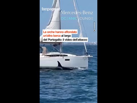 Le orche hanno affondato un’altra barca al largo del Portogallo: il video dell’attacco