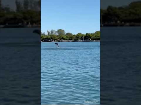 Malamocco (Venezia), le acrobazie del delfino in laguna incantano i presenti #shorts #news